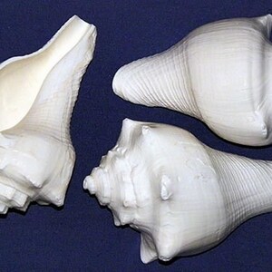 Hemifusus Pugilinus White Polished  Vole Conch Shells 2.5&quot;- 3&quot;~ Craft Seashell  (2 Shells)