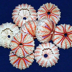 Coelopleurus Maculatus Sea Urchin ~ Approx. (33mm.) (1-1/4") ~ F+++ (1 Urchin)