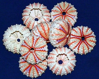 Coelopleurus Maculatus Sea Urchin ~ Approx. (33mm.) (1-1/4") ~ F+++ (1 Urchin)