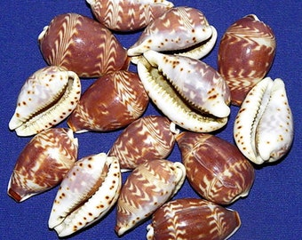 Cypraea Diluculum Cowrie Seashell~1&quot;~ Craft Supply (2 Shells)