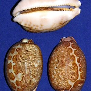 Cypraea Mappa Map Cowrie Cowry Seashell ~ 2-1 / 2&quot;- 3&quot; ~ Craft Seashell Supply (1 schelp)