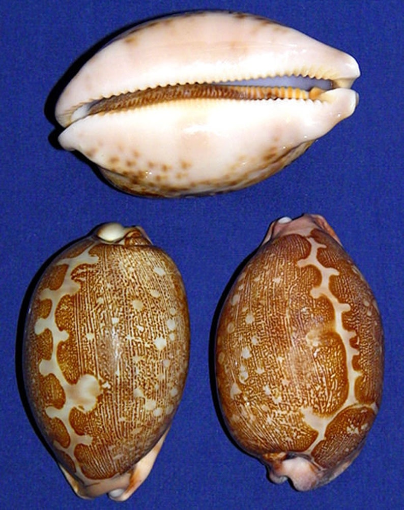 Cypraea Mappa Map Cowrie Cowry Seashell 2-1/2 3 Craft Seashell Supply 1 Shell image 1