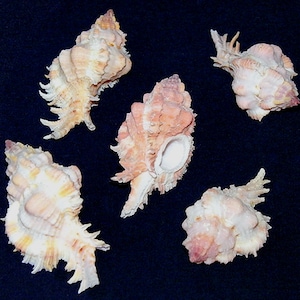 Chicoreus Venustulus ~ Murex Seashell ~ Approx. (45mm./1-3/4&quot;) ~ Specimen Collector Shell (1 Shell)