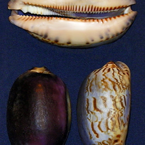 Cypraea Mauritia Arabica Arabian Purple Cowry Shells ~ 2"-2-1/2" ~Craft Seashells ( 2 Shells)