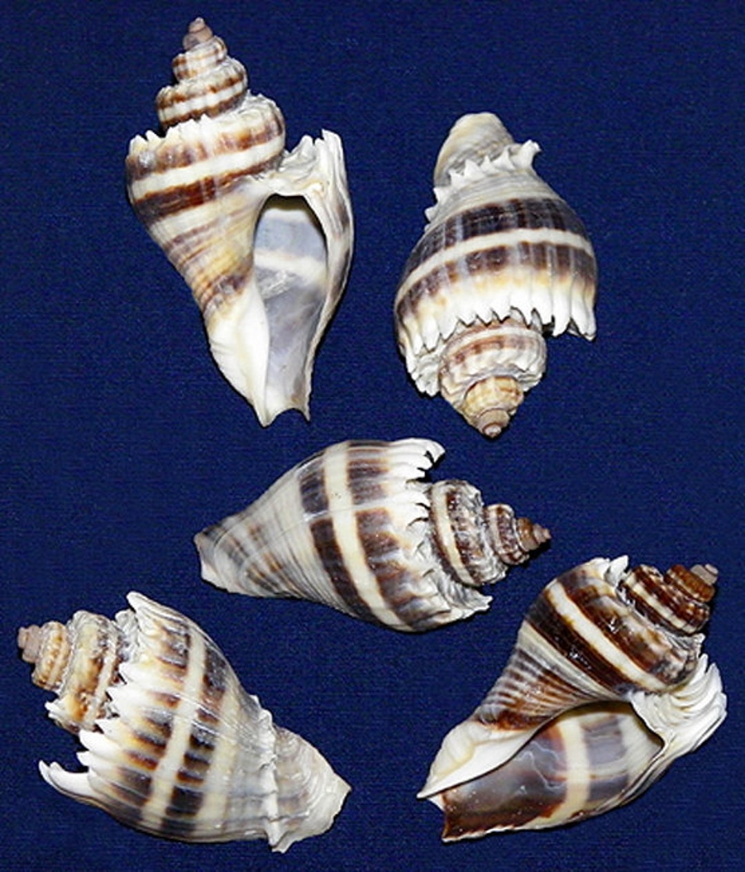 Florida King’s Crown Conch Shell 1-1/22 1 Shell BULK WHOLESALE BAG of