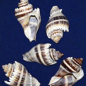 Conchiglia di Florida King's Crown ~ 1-1/2"-2" (1 conchiglia) ALL'INGROSSO ~ SACCHETTO da dieci (11,58)