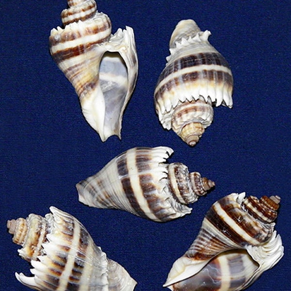 Florida King's Crown Conch  Shell ~ 1-1/2"-2" (1 Shell)  BULK- WHOLESALE~ BAG oF Ten (11.03)