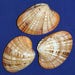 see more listings in the *Clams/Oysters/Scallops section