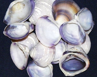 Purple, Violet White Clam Half Shells~ Approximately (300) HAND PICKED 3/4"-1-1/4" Seashells per 1/2lb. ~