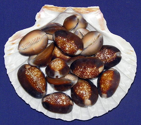 12 Coquillages De Mer Naturels – Cauris Tête De Serpent (Cypraea Caputserpentis) – 1,25-1,5 Pouces