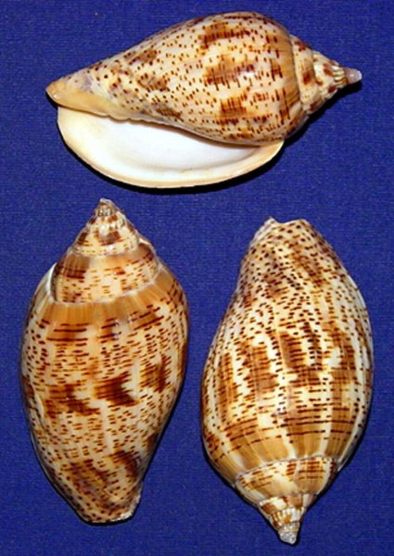 Harpulina Lapponica Brown Lined Volute Shells 2-3 1 Shell image 1