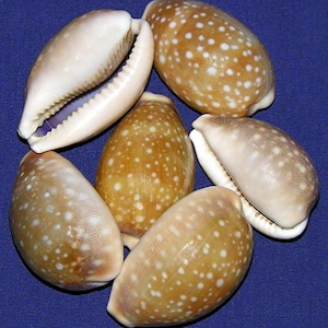 Cypraea Vitellus Hjortkauri Kauri 5 cm-6 cm snäckskal (1 snäckskal) LÖSPRIS ~ GROSSIST ~ PRISSÄTT ~ (Påse med 10 st 18,00)
