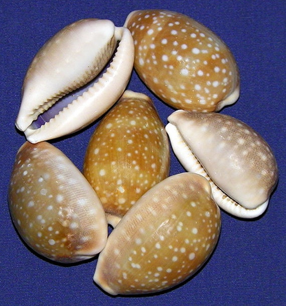 Cypraea Vitellus 鹿タカラガイ 2インチ～2-1/4インチ 貝殻（1個
