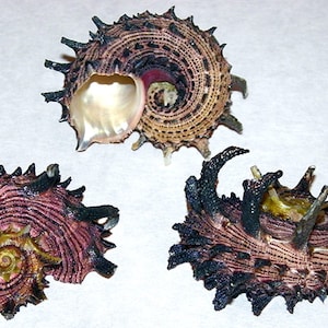 Angaria delphinus melanacantha "IMPERIAL DELPHINULA" Approx. (1-7/8"/45mm.) Specimen Collector Shell (1 Shell)