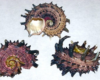 Angaria delphinus melanacantha "IMPERIAL DELPHINULA" Approx. (1-7/8"/45mm.) Specimen Collector Shell (1 Shell)
