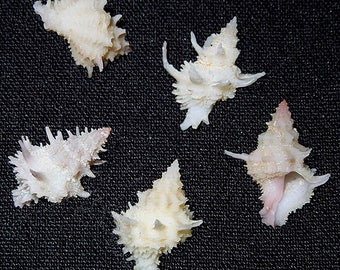 Babelomurex takahasii ~  Murex Seashell ~ (20mm./3/4") F+++ Specimen Collector Shell (1 Shell)