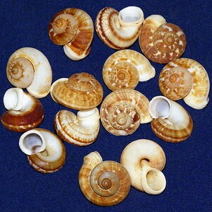 Cyclophorus Linguiferus Land Snail 3/4" (2 Shells)