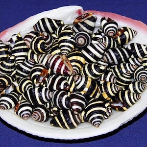 Puede incluir: Una colección de conchas marinas rayadas en blanco y negro en un plato de concha blanca. Las conchas están dispuestas en un patrón aleatorio y son de diferentes tamaños.