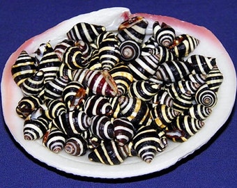 Beehive Hummel Schneckenhäuser 1/2 &quot;~ Handwerk und Schmuck Muschel Zubehör ~ (20 Muscheln)