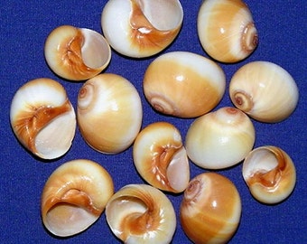 Makakun Moon Snail Shells ~ 3/4"-1" Tan/White~Natural Natica Seashells From India~ (5 Shells)