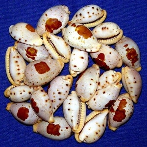 Cypraea saulae Cowrie Shell 18/26mm. (3/4&quot;) F+++ Specimen Collector Seashell (1 Shell)