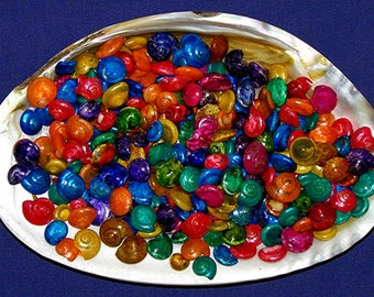 Dyed Umbonium Craft Shells ~ Approximately (1100 pcs.) 1/4" Shells per 1/2lb.~