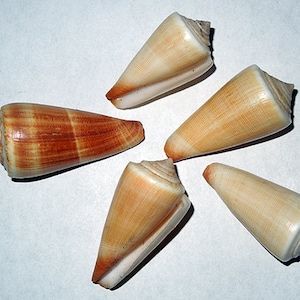 Conus Furvus ~ Cone Seashell ~ Approx. (34mm./1-3/8&quot;) F+++ Specimen Collector Shell (1 Shell)