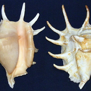 Lambis Lambis Conch Seashell 5&quot;-6&quot;  (1 Shell)