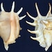 see more listings in the *Conch/Whelk/Cymatium section