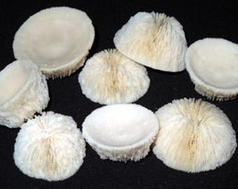 Real Button Sea Coral ~ 1"-1-1/2"  (1 Each)
