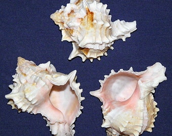 Pink Mouthed Murex Shell ~ Phyllonotus erythrostomus ~ 2"-3" Craft Seashell Supply ~ (2 Shells)