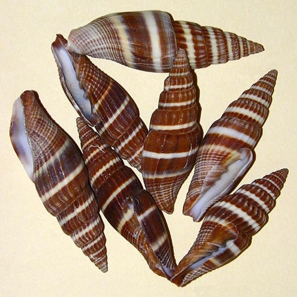 Mitra Formosense  2-1/2" Craft Seashells (2 Shells)