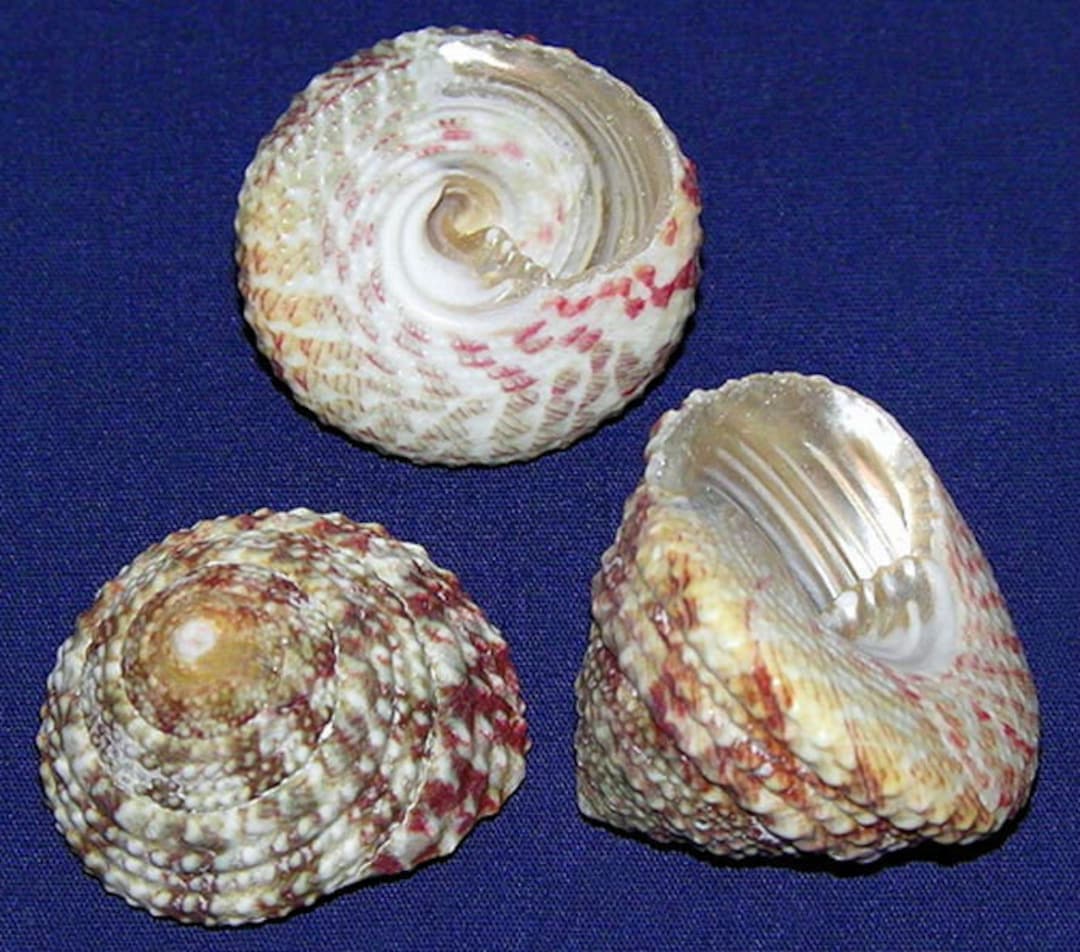 Trochus Sacellum/troca Snail Top Shell ~1