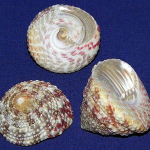 May include: Three seashells with a white, brown, and red color scheme. The shells have a spiral pattern and a textured surface.