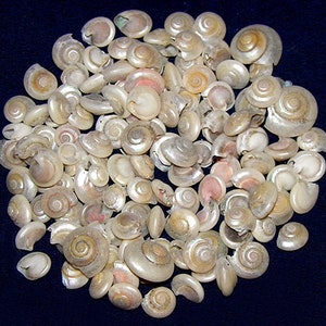 Pearled Umbonium Craft Shells ~( Approx. 800 1/4"-1/2" Shells (1/2 lb.)