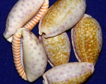Cypraea Chinensis Cowry Shell ~(31/38mm) 1-1/4"-1-1/2"~Specimen Seashells (EACH)