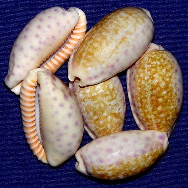 Cypraea Chinensis Cowry Shell ~(31/38mm) 1-1/4"-1-1/2"~Specimen Seashells (EACH)