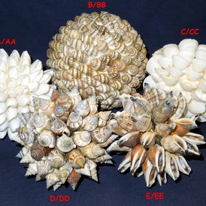 Könnte beinhalten: Fünf verschiedene dekorative Kugeln aus Muscheln. Die Kugeln sind in einem Halbkreis auf einem dunkelblauen Hintergrund angeordnet. Die Kugeln sind mit A/AA, B/BB, C/CC, D/DD und E/EE beschriftet.
