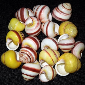 Striped  Land Snail Shells 3/4" ~Craft and Jewelry Seashell Supplies~ (5 Shells)