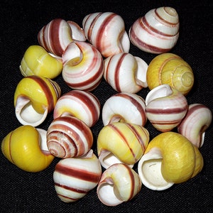 Puede incluir: Una colección de conchas marinas con rayas amarillas, blancas y rojas. Las conchas están dispuestas en un patrón aleatorio sobre un fondo negro.