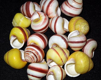 Striped  Land Snail Shells 3/4" ~Craft and Jewelry Seashell Supplies~ (5 Shells)