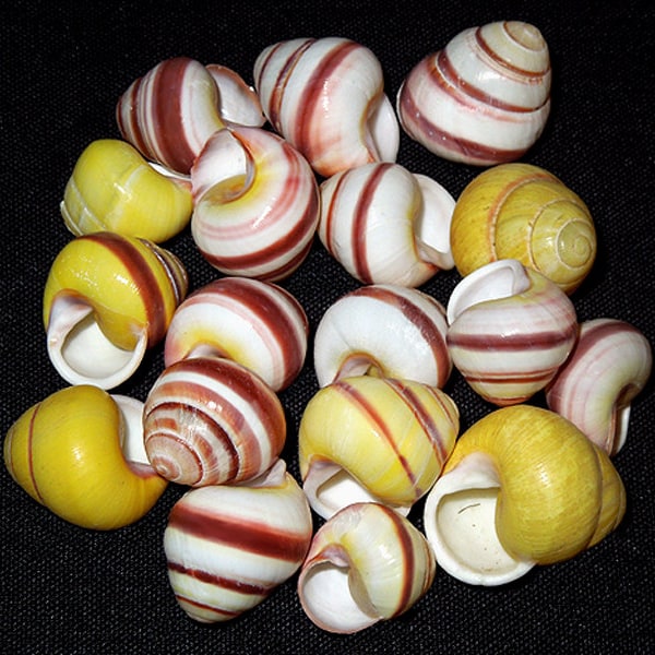 Striped  Land Snail Shells 3/4" ~Craft and Jewelry Seashell Supplies~ (5 Shells)