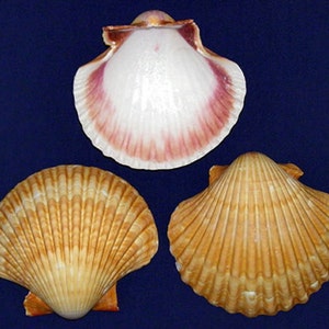 May include: Three scallop shells, one with a white interior and pink and purple stripes, and two with a brown and white striped pattern.