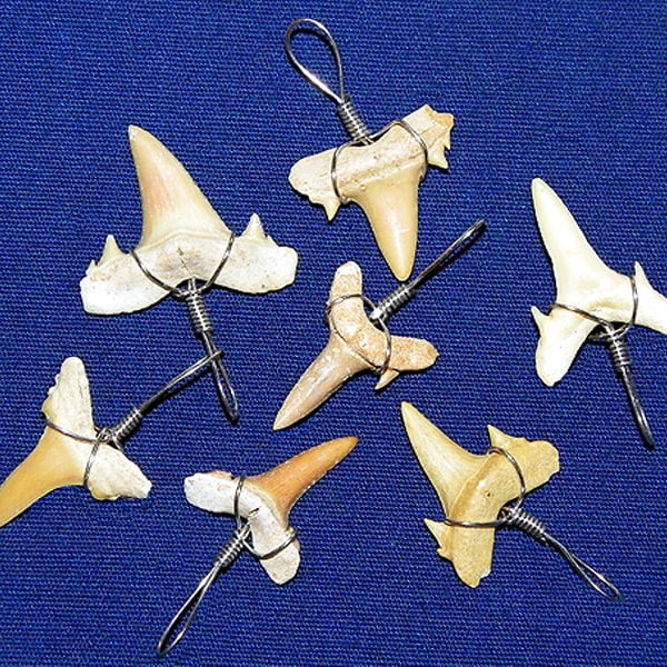 Wire Wrapped Pendent Fossil Shark Teeth Tooth 5/8"-3/4" ~ (Each) ~