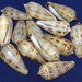 see more listings in the *Cones/Conus/Specimens section