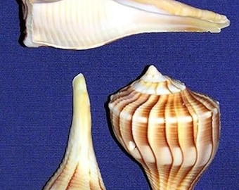 Left Handed Whelk  Seashell~2"-3"/3"-4"~Craft/Jewelry Shell Supply~ (2 Shells)