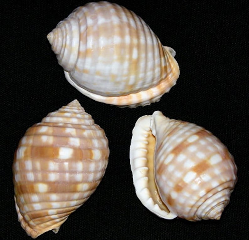Grinning Tun Tonna Malea Pomum Seashell 22-1/2 1 Shell BULK WHOLESALE PRICING Bag of 10 17.50 image 1