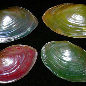 May include: Four iridescent seashells in shades of green, red, and silver. The shells have a smooth, pearlescent finish and are arranged against a black background. These shells are a natural decorative item.