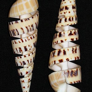 Puede incluir: Dos conchas marinas en espiral con patrones marrones y blancos. Las conchas están separadas y se muestran sobre un fondo negro.