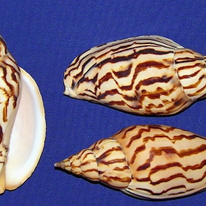 Harpulina lapponica loroisii Volute Voluta Shell ~4&quot;-4-1/2&quot;~Craft Seashell  (1 Shell)